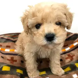 トイ・プードル