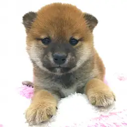 柴犬