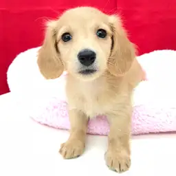 ミニチュア・ダックスフント