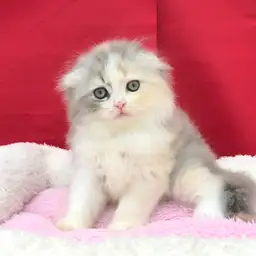 スコティッシュフォールド