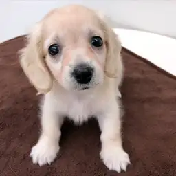 ミニチュア・ダックスフント