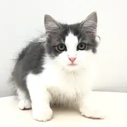 ノルウェージャンフォレストキャット