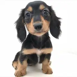 ミニチュア・ダックスフント