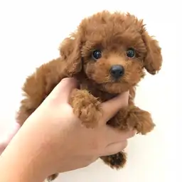 トイ・プードル