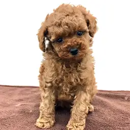 トイ・プードル