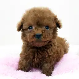 トイ・プードル