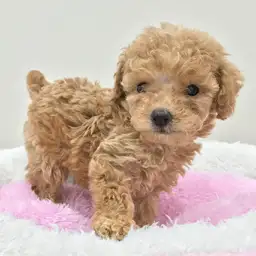 トイ・プードル