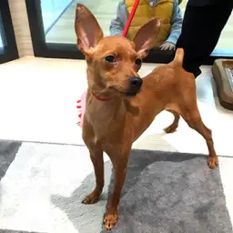 ミニチュア・ピンシャー