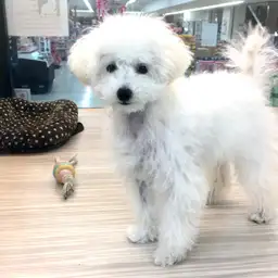 トイ・プードル