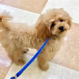 トイ・プードル