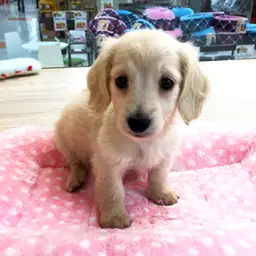 ミニチュア・ダックスフント