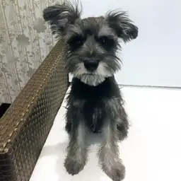 ミニチュア・シュナウザー