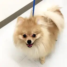 ポメラニアン
