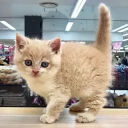 スコティッシュフォールド