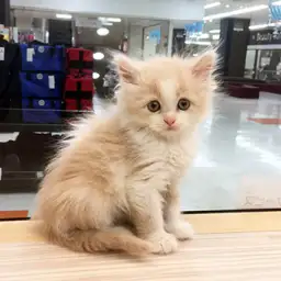 スコティッシュフォールド