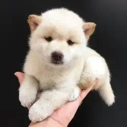 柴犬