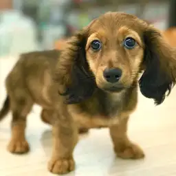 ミニチュア・ダックスフント