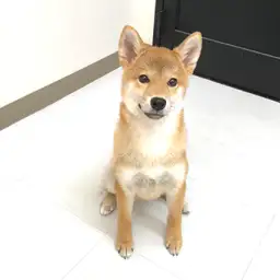 柴犬