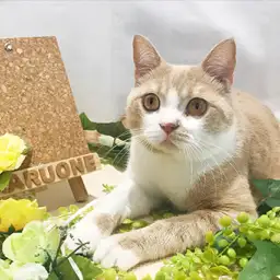 ブリティッシュショートヘア