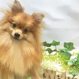 ポメラニアン