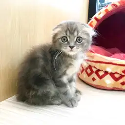 スコティッシュフォールド