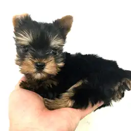 ヨークシャーテリア