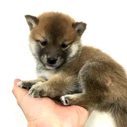 柴犬