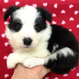 ボーダーコリー