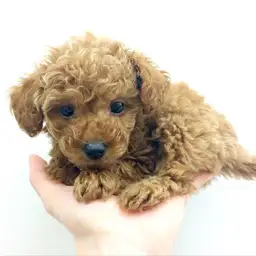 トイ・プードル