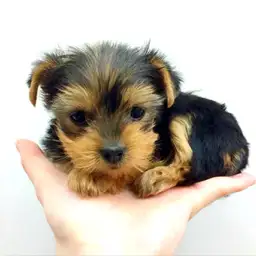 ヨークシャーテリア