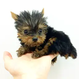 ヨークシャーテリア