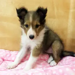 シェットランドシープドッグ