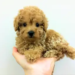 トイ・プードル