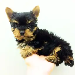 ヨークシャーテリア