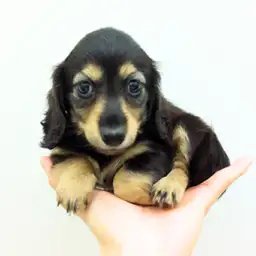 ミニチュア・ダックスフント