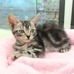 アメリカンショートヘア