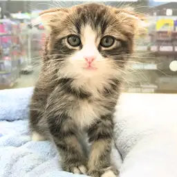 スコティッシュフォールド