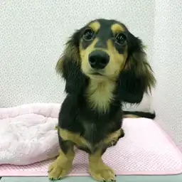 ミニチュア・ダックスフント