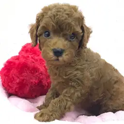 トイ・プードル