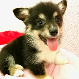 ウェルシュコーギーペンブローク