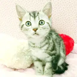 アメリカンショートヘア