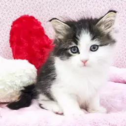 ノルウェージャンフォレストキャット