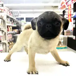 パグ