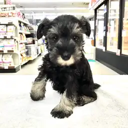 ミニチュア・シュナウザー