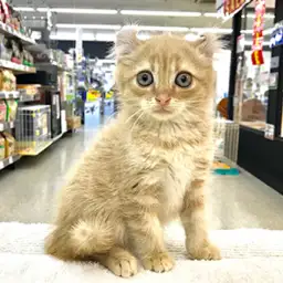 アメリカンカール