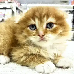 スコティッシュフォールド