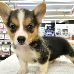 ウェルシュコーギーペンブローク