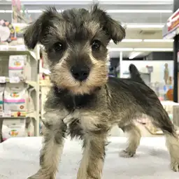 ミニチュア・シュナウザー