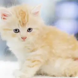 スコティッシュフォールド