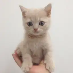 ブリティッシュショートヘア